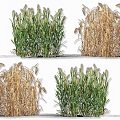 wheat barley crop plant highland barley wheat spike crop plant crop wheat seed sorghum rice crop seedling plant 3d model