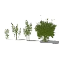 Various Bamboo Plants In Different Heights With Lush Green Leaves And Natural Forms