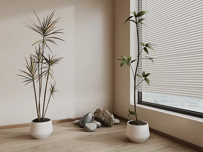 Indoor Bonsai Potted Plants With Window Blinds Stones And Wooden Floor 3d model