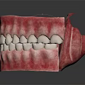 Human Oral Organ Anatomical Model Displaying Teeth Gums And Jaw Structure