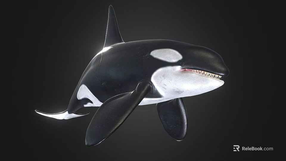 Realistic 3D Orca Model With Black And White Coloration And Detailed Fins 3d model 