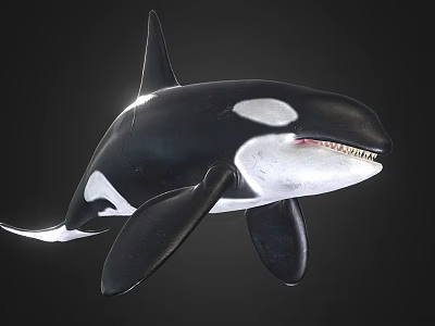 Realistic 3D Orca Model With Black And White Coloration And Detailed Fins 3d model
