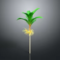 Tropical Palm Tree Plant With Green Leaves Yellow Roots And White Stem