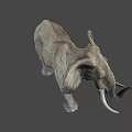 Realistic African Elephant With Large Ears Ivory Tusks And Rough Skin