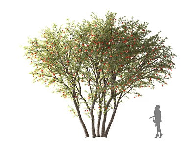 Arbor Featuring Lush Green Foliage and Red Fruits with Silhouette Figure Nearby 3d model