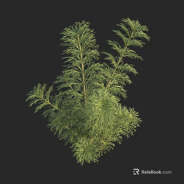 Aquatic Plants With Lush Green Feathery Leaves In Natural Growth State 3d model 