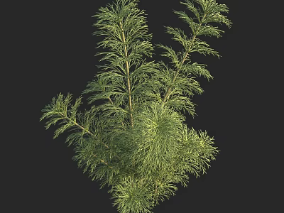 Aquatic Plants With Lush Green Feathery Leaves In Natural Growth State 3d model