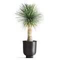 Bonsai Potted Plants With Long Leaves In Various Sizes And Stylish Planters