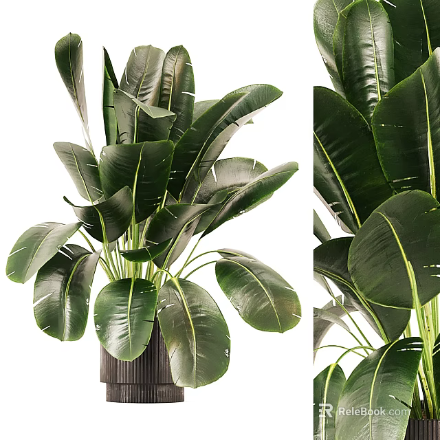 Lush Green Indoor Potted Plant With Large Leafy Foliage In Modern Ceramic Pot 3d model 