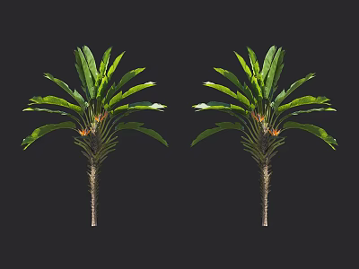 Two Tropical Trees With Large Green Leaves And Slender Trunks 3d model
