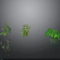 Three Different Green Plants Placed On Smooth Black Surface With Gray Gradient Background
