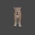 Detailed Realistic 3D Leopard Model With Spotted Fur And Lifelike Stance