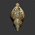 Beautiful Orange And White Striped Spiral Conch Seashell On Dark Background 3d model