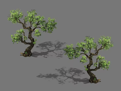 Two Trees With Twisted Trunks And Lush Green Foliage Featuring Natural Shadows 3d model