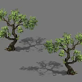 Two Trees With Twisted Trunks And Lush Green Foliage Featuring Natural Shadows