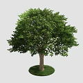 Healthy Arbor with Lush Green Foliage and Strong Trunk on Grass