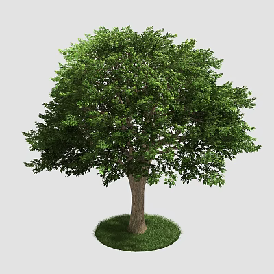 Healthy Arbor with Lush Green Foliage and Strong Trunk on Grass 3d model