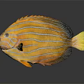 Vibrant Tropical Fish With Orange Body White Stripes And Yellow Tail