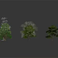 Various Forms And Colors Of Trees Including Blue Green And Leafless On Gray Background