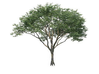 Lush Green Tree With Dense Foliage Strong Trunk And Root System 3d model