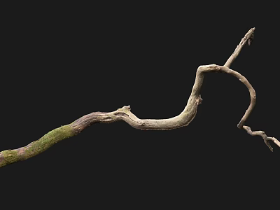 Curved Wooden Branch With Green Moss And Natural Organic Texture On Black Background 3d model