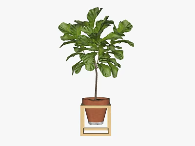Indoor Fiddle Leaf Fig Potted Plant with Brown Terracotta Pot on Wooden Stand 3d model