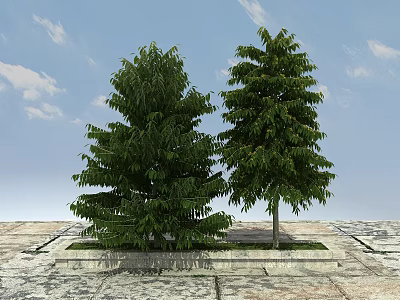 Two Green Arbor Trees Growing on Stone Pavement Under Blue Sky With White Clouds 3d model