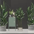 Large Leafy Potted Plants with Various Pots on Light Green Cabinet and Gray Striped Wall
