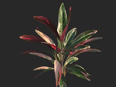 Vibrant Indoor Decorative Plant With Green Red And Pink Variegated Leaves 3d model