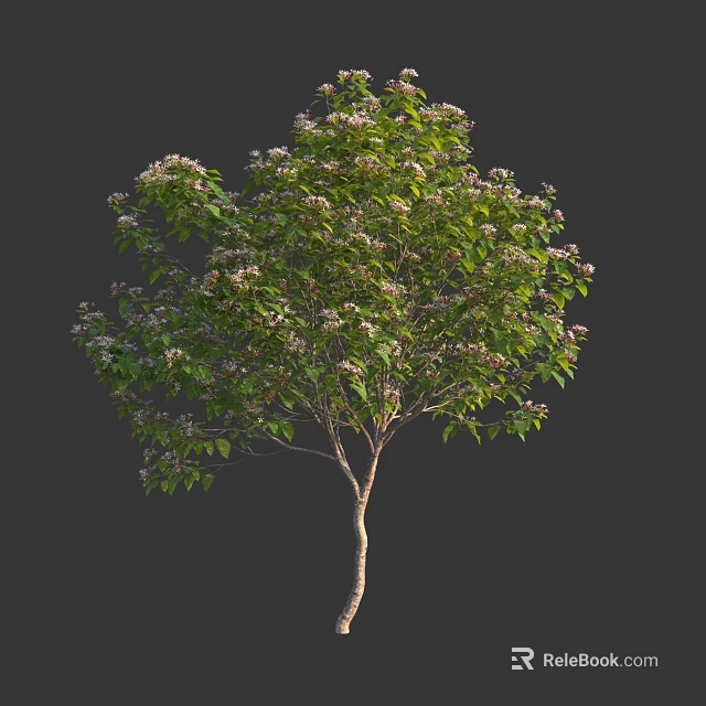 Healthy Arbor Tree With Lush Green Foliage And White Blossoms On Sturdy Trunk 3d model 