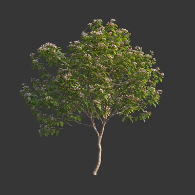 Healthy Arbor Tree With Lush Green Foliage And White Blossoms On Sturdy Trunk 3d model