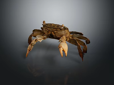 Brown Crab With Detailed Shell And Large Claws Isolated On Gray Background 3d model