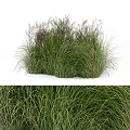Ornamental Grasses With Green Leaves And Purple Flower Spikes For Garden Decoration