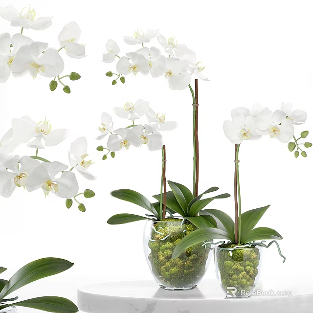 White Orchid Bonsai Potted Plant In Clear Glass Vase With Green Leaves And Moss Decorations 3d model 