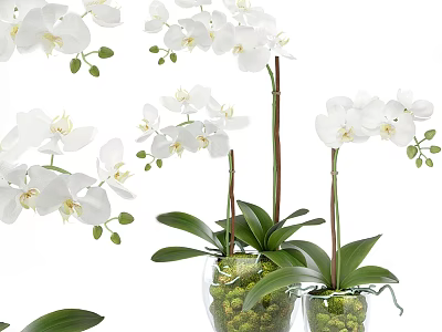 White Orchid Bonsai Potted Plant In Clear Glass Vase With Green Leaves And Moss Decorations 3d model