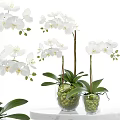 White Orchid Bonsai Potted Plant In Clear Glass Vase With Green Leaves And Moss Decorations