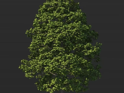 Tall Tree With Lush Green Foliage And Dense Branches Against Dark Background 3d model