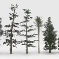 Different Types of Trees With Varied Trunk Shapes and Diverse Foliage Structures