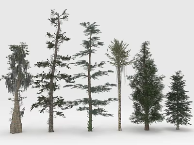 Different Types of Trees With Varied Trunk Shapes and Diverse Foliage Structures 3d model
