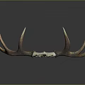 Realistic Deer Skull With Natural Antlers On Dark Display Background
