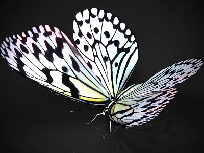 Beautiful Butterflyfish With Black And White Spotted Body In Marine Environment 3d model