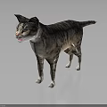 Grey Striped Cat Standing On Dark Background With Realistic Fur Details