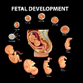 Modern 2D cartoon fetal development growth process stage October pregnancy diagram 3d model