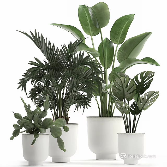 Various Tropical Potted Plants With Green Leafy Foliage In White Ceramic Pots For Indoor Decor 3d model 