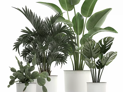 Various Tropical Potted Plants With Green Leafy Foliage In White Ceramic Pots For Indoor Decor 3d model