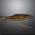 Striped Brown Yellow Fish With Large Eye And Reflection On Dark Surface