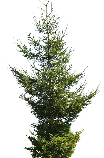 green plant big tree 3d model