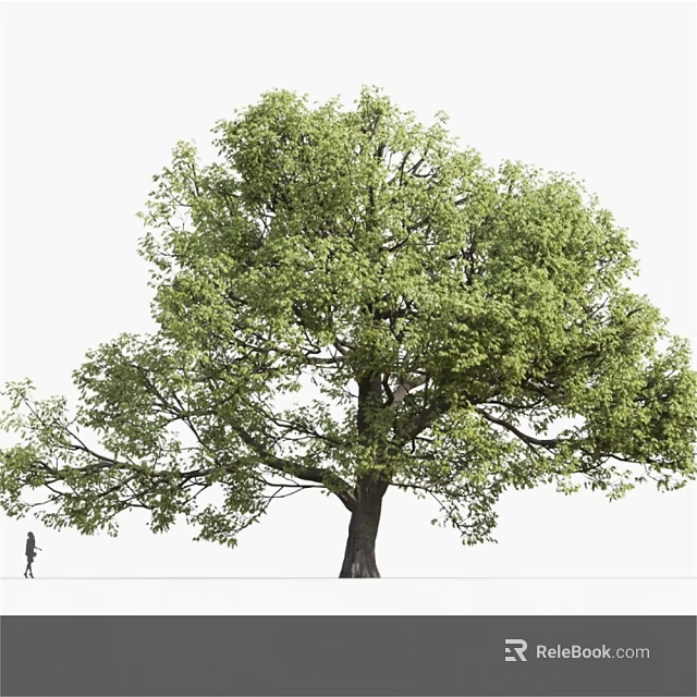 Lush Green Arbor With Spreading Canopy And Strong Trunk In Natural Scene 3d model 