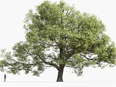Lush Green Arbor With Spreading Canopy And Strong Trunk In Natural Scene 3d model