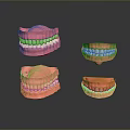 Anatomical Dental Models of Oral Organs Showing Upper Lower Jaws with Tooth Details